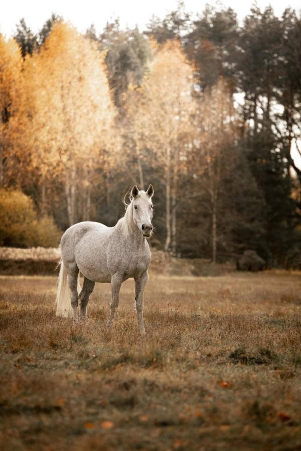 Apartmán Lesniczowka Grabczok Exteriér fotografie